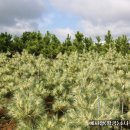 황금 소나무 이미지