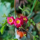 제주진도 이미지