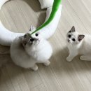 캣돌 캐터리 네이버블로그
