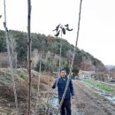 영덕키토산 체리묘목