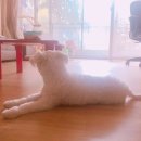 콩이카센타 이미지