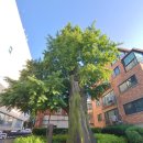 은행나무사거리3 이미지