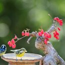 산수유열매2(노랑배진박새부부) 이미지