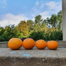 우주농장 이미지