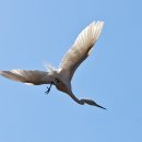 백로서식지 이미지