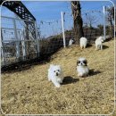 댕댕이# | 영월 강아지보호소 입소 댕댕이 미식 후기