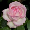 <b>오노레</b>드 발작끄(오너드발작)-Honoré De Balzac