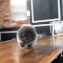 블루퍼피 이미지