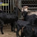 염소를키우다