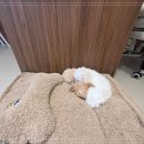 포근룸한
