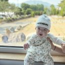 풀돌나무 이미지