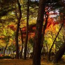 [통찰의 숲] 한비자, 난세의 관계술 | 829. 남다르게 결단하라. 한비자처럼(1)