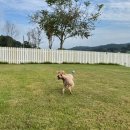 더 레이크 서지 이미지