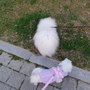 멍멍바개뜨 이미지