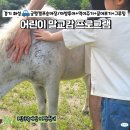 궁평항로 | 화성 아이랑 가볼만한곳 경기도 어린이 승마체험 궁평캠프 승마장
