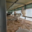 사천농장 이미지