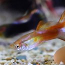 구피 카카오 검색결과