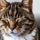 고양이눈 이미지