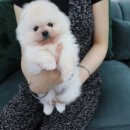 NOBLESSE.PET 이미지