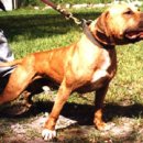 GR kennel 이미지