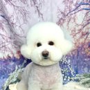 메종VIP203 이미지