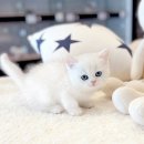 보보캐터리 이미지