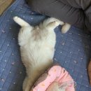 그루밍 시옷 이미지