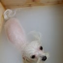 4u동물메디컬센타 이미지