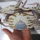 꽃게특가행사＞＞당일경매! 활꽃게(암) 1k14,000원!!초특가! 한정수량판매!당일발송! 무안일꾼꽃게서두르세요! 이미지