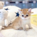 보보캐터리 이미지