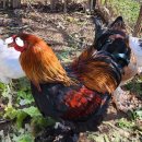 꽃보다닭 이미지