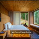 스테이포레스트 이미지