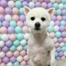 이쁘개귀엽개 이미지