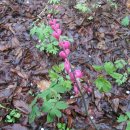 명랑트레이딩 | (비슬산)돛배 지난자리에 참꽃물결이 일렁이는 듯..