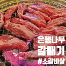 은행나무 갈매기 | 은행나무 갈매기 내돈내산 솔직 후기