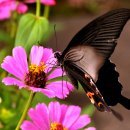 지니 나비 이미지