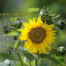 Loss Of love : Theme From Sun Flower (영화 '해바라기' OST) & photo by 우승술 이미지