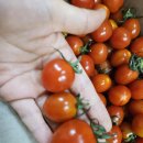 대추농장 | 농라 또마농장(완주군청년D4215) 대추방울토마토 후기