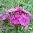 송강농장 이미지