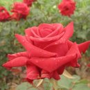 우리 늘 이미지