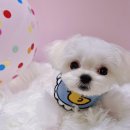 댕뜰리에 이미지