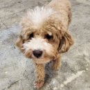 멍그니엘 애견호텔 서울강동점 이미지