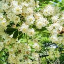 살구골공원 이미지