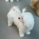 약지애견카페 서창점 | 깔끔하고 쾌적한 상주견카페, 아기와 함께 방문하기 좋은 약지애견카페 서창점 (가격 주차정보)
