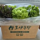 호야농장