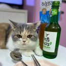 우리고양이 이미지