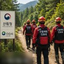 은퇴 후 산속에서 일하며 돈 번다? 중장년 필수 자격증 '산림기능사'의 모든 것