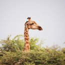 기린에너지 이미지