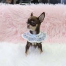 내 품안의 반려견 이미지