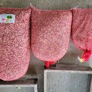 무안수퍼 이미지